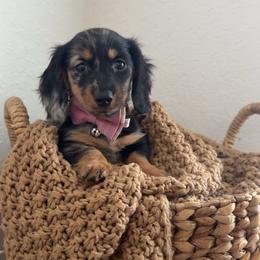 Maizy - Dapple female Dachshund puppy in North Fort Myers, Florida from Trust Fund Devil Kennel
