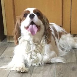 Cassy - Cavalier King Charles Spaniel
