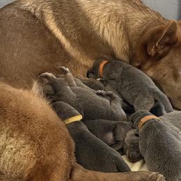 German Shepherd Puppies from Legacy K9’s