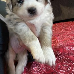 "Spot" Australian Shepherd Puppies from 101 Aussies