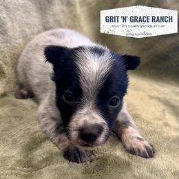 Athos - Blue mottled male Australian Cattle Dog puppy in Atwood, Kansas from Grit ‘n’ Grace Ranch