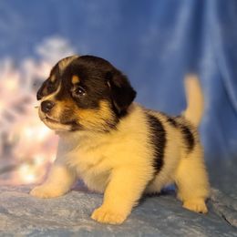 Cow - Black and white male American Corgi puppy in Gouverneur, New York from St. Lawrence Corgis