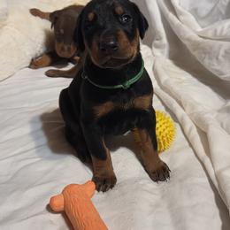 Green collar boy - Black and rust male Doberman Pinscher puppy in Santa Clarita, California from Riviera Dobermans