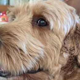 Goldendoodles and Poodles from Doodles to Love