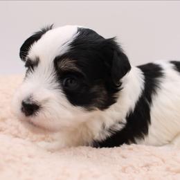 George Knightley - Black and white male Havanese puppy in Hendersonville, North Carolina from Grayfinn House
