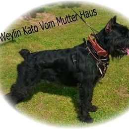 Giant Schnauzer All Grown Up from Vom Mutter Haus Working Riesenschnauzers