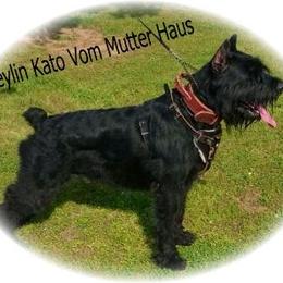 Giant Schnauzer All Grown Up from Vom Mutter Haus Working Riesenschnauzers