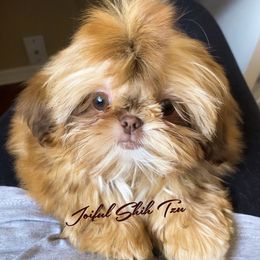 Sojia - Shih Tzu