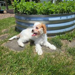 Tulip - Blenheim female Cavapoo puppy in Atwood, Illinois from Peace Road Puppies