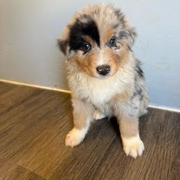 Blue boy - Blue merle male Australian Shepherd puppy in Wittmann, Arizona from Wranglin Farms
