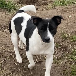 Blueberry - Jack Russell Terrier