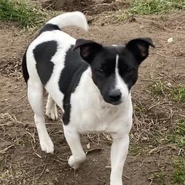Blueberry - Jack Russell Terrier