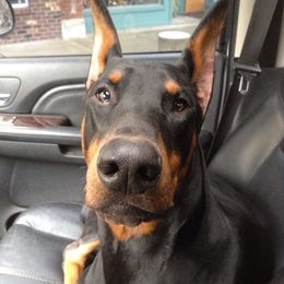 Doberman Pinschers from Thunder Mtn Kennels