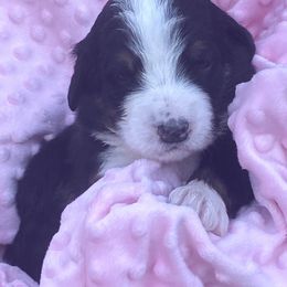 Bernedoodle and Labradoodle Puppies from Delaney Park Doodles