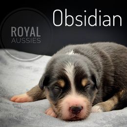 Obsidian - Black tri-color male Australian Shepherd puppy in Petersburg, Indiana from Royal Aussie’s