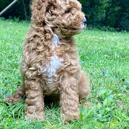 Goldendoodle Puppies from Deerhaven Doodles