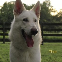 Thor - German Shepherd