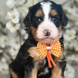 Gigi - Tri-color female Bernedoodle puppy in Yuciapa, California from AlltheDoodlez_