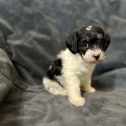 Penelope - Parti female Schnoodle puppy in Warrensburg, Missouri from Dreamer Ridge Puppies