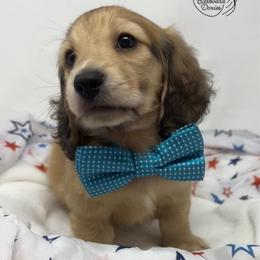 Falcon - Cream male Dachshund puppy in Pulaski, Tennessee from Billboard Doxies