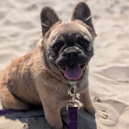 Nova - French Bulldog