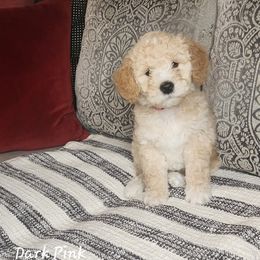Dark Pink Collar Girl - Apricot Goldendoodle puppy in Richmond, Virginia from Highland Grove Doodles, LLC