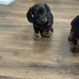 Dachshund Puppies from Johnson’s Weiner Farm