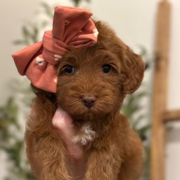 Funshine Bear - Yellow Collar - Red  female Goldendoodle puppy in Blanchard, Oklahoma from Dream Doodles by Dondi
