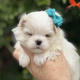 Maltese puppies from Exotic City Pomeranians and chihuahuas