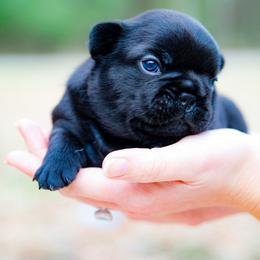 Roux - Black female French Bulldog puppy in Star City, Arkansas from T4 Farms