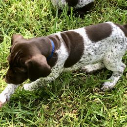 German Shorthaired Pointer Puppies from Blue Mountain GSP's