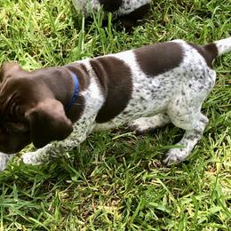 German Shorthaired Pointer Puppies from Blue Mountain GSP's