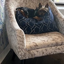 Yorkshire Terrier Puppies from Jill Brown