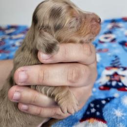 Chocolate and tan dapple male (orange) - Dapple male Dachshund puppy in Belle Rive, Illinois from Akin's Miniature Dachshunds, LLC