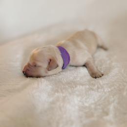 Trails, purple collar female - Light golden female Golden Retriever puppy in Forest Hill, Texas from Gillit Family Goldens of NTX
