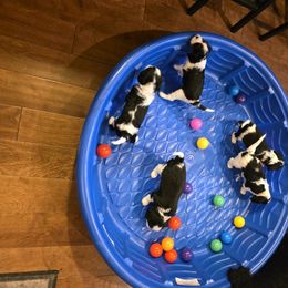 Cavalier King Charles Spaniel Puppies from Angels and Nobility Cavaliers