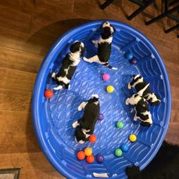 Cavalier King Charles Spaniel Puppies from Angels and Nobility Cavaliers