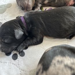 Girl 4 - Black Goldendoodle puppy in Bradenton, Florida from Doodle Acres