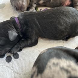Girl 4 - Black Goldendoodle puppy in Bradenton, Florida from Doodle Acres