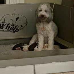Lizzie - Sheepadoodle