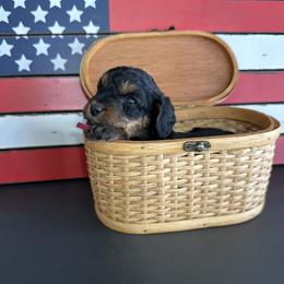 Girl 3 - Black and tan female Cavapoo puppy in Nampa,, Idaho from Clig Doodle Days