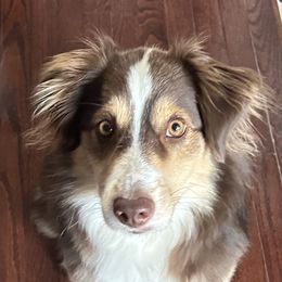 Australian Shepherds and Miniature Australian Shepherds from Kid’s Kingdom Australian Shepherds