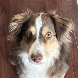 Australian Shepherds and Miniature Australian Shepherds from Kid’s Kingdom Australian Shepherds