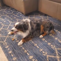 Toy Australian Shepherds from Patterson Aussies