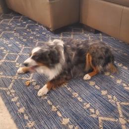 Toy Australian Shepherds from Patterson Aussies