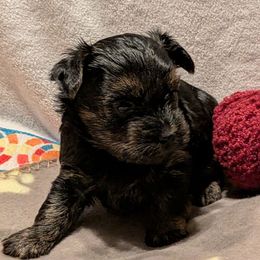 Finley - Black and gold male Yorkshire Terrier puppy in Gatesville, Texas from KontryKritterz Yorkies