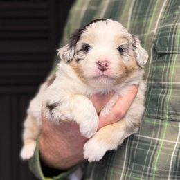 Thyme - Blue merle male Miniature American Shepherd puppy in Riverton, Utah from Iron Spirit Homestead & Aussies