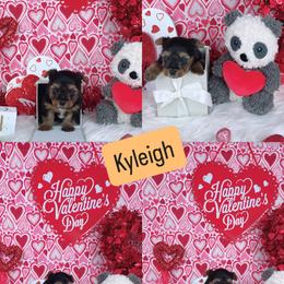Teacup Kyleigh - Black and tan female Yorkshire Terrier puppy in Lithonia, Georgia from Toy Yorkies Atlanta