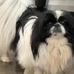 Miley - Pekingese