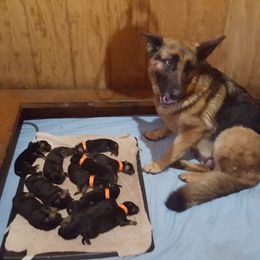 German Shepherd Puppies from sharon Minerd